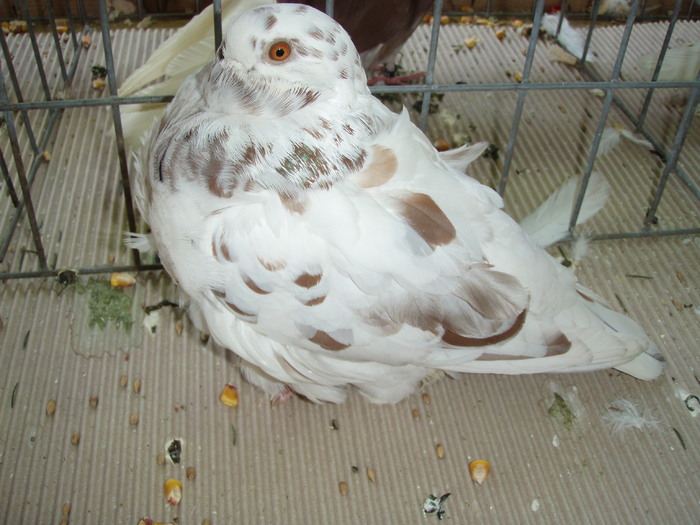 F 2010 - Expo Brasov 2011