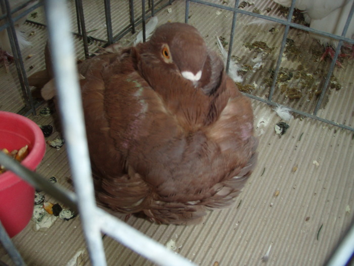 F 2009 - Expo Brasov 2011