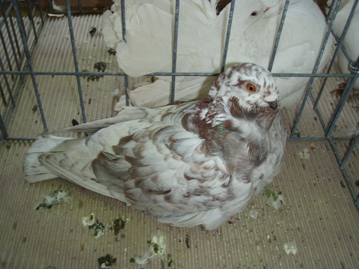 M 2010 - Expo Brasov 2011