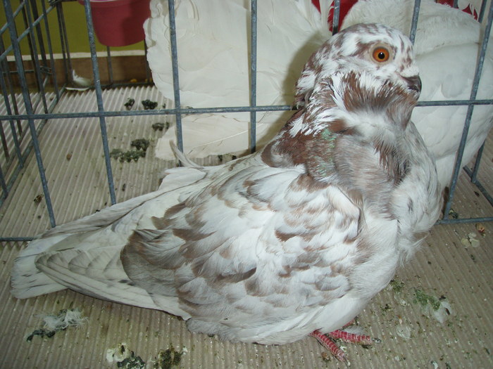 M 2010 - Expo Brasov 2011