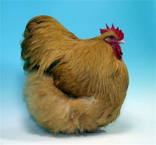 540_500_csupload_28143338