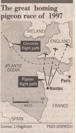 Pigeon race 1997