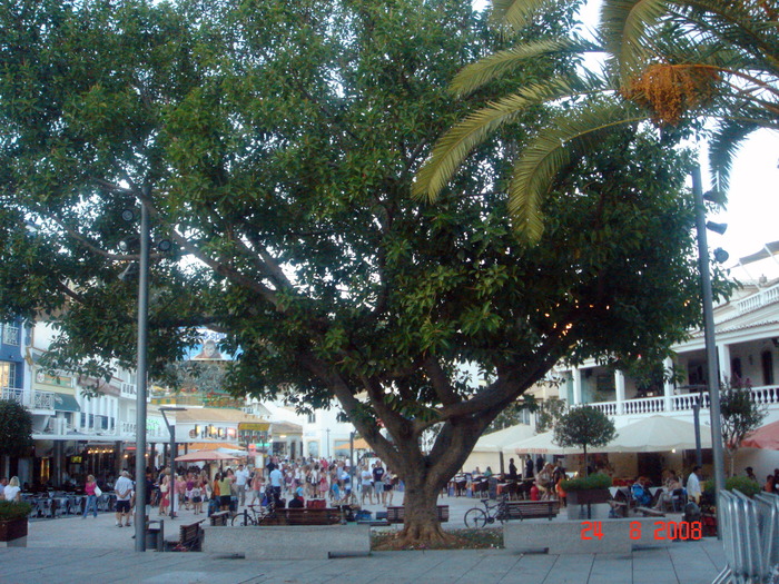 Asta DA! - ficus in Portugalia - AMINTIRI