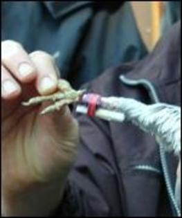 Message attached to Orrisa Police carrier pigeon