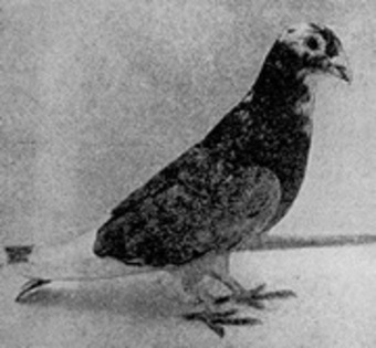 \'The Mocker\' war hero WW1