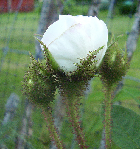 blanche-moreau(trandafir de dulceata) - pentru cineva