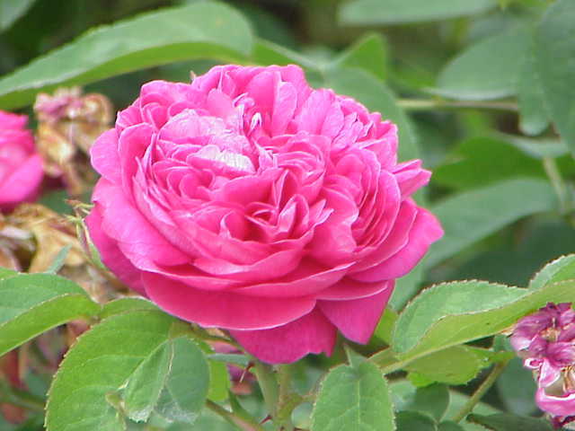 rosa -damascena