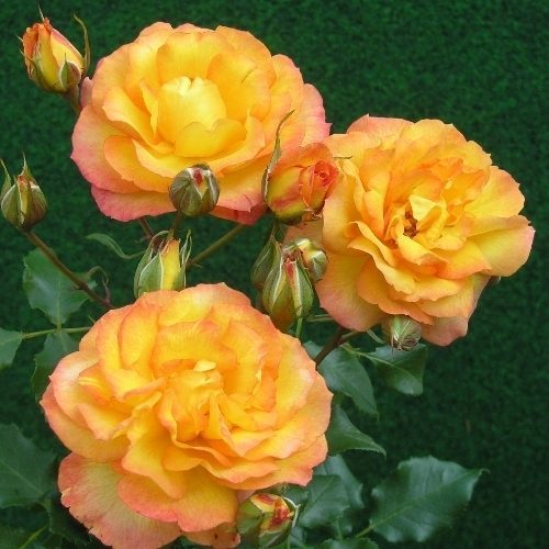 rosa-polyantha - pentru cineva