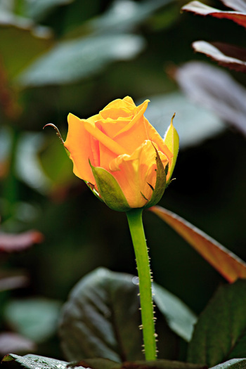 trandafiri-brasil-6