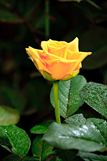 trandafiri-brasil-8 - pentru cineva
