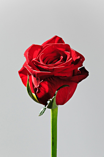 trandafiri-forever-7 - pentru cineva