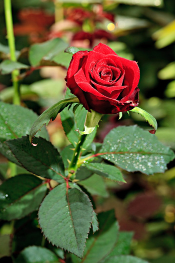 trandafiri-grandprix-6 - pentru cineva