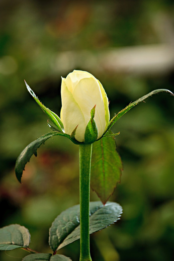 trandafiri-onlywhite-2 - pentru cineva