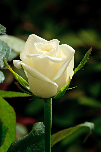 trandafiri-onlywhite-4 - pentru cineva