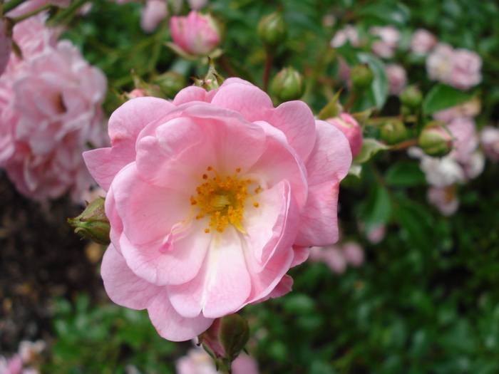 Pink Rose (2009, July 03); Austria.
