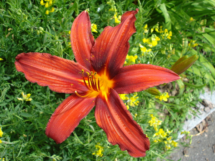 Red Hemerocallis (2009, July 03); Austria.
