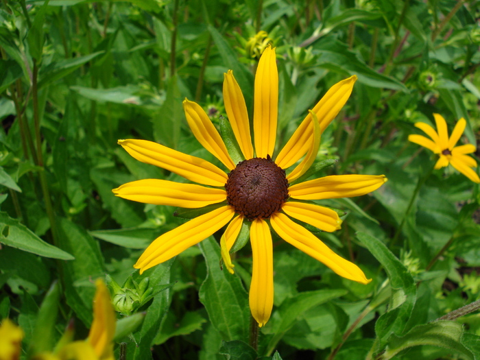 Rudbeckia (2009, July 03); Austria.
