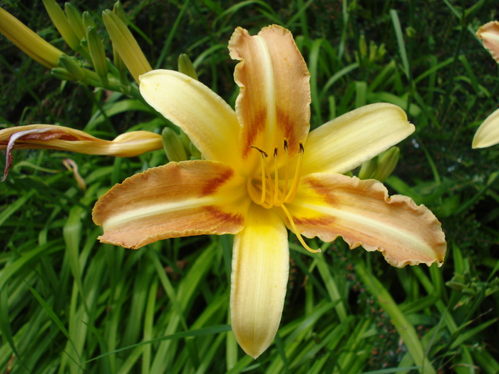 Daylily_Hemerocallis (2009, July 03); Austria.
