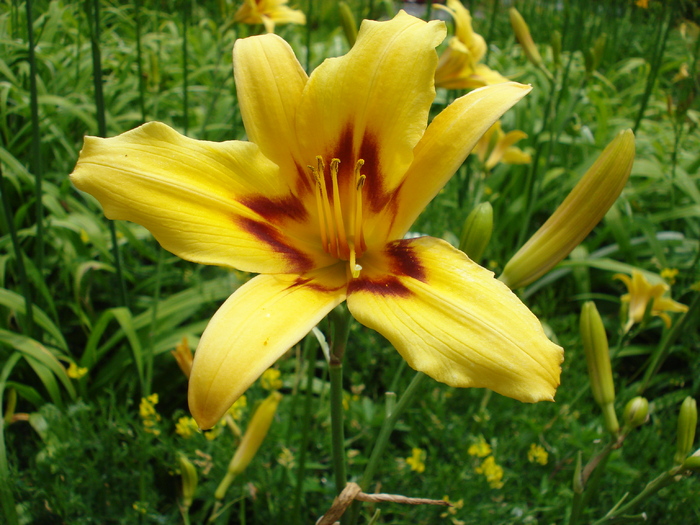 Daylily_Hemerocallis (2009, July 03); Austria.
