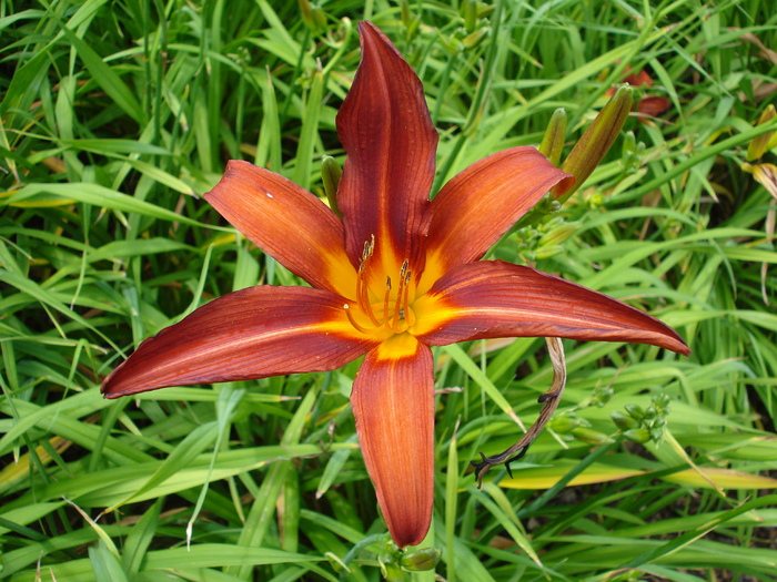 Red Hemerocallis (2009, July 03); Austria.
