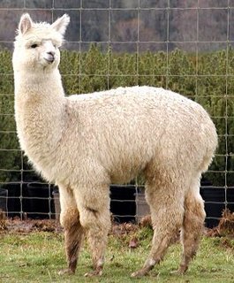 alpaca - lama si alpaka