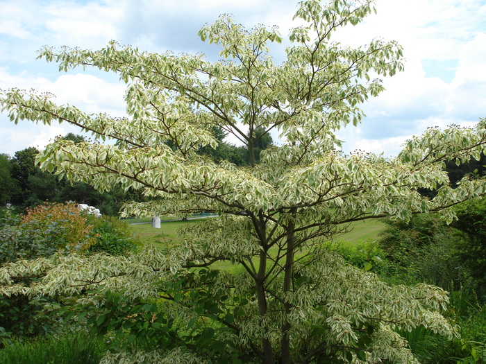 Acer negundo Flamingo (2009, July 03); Austria.
