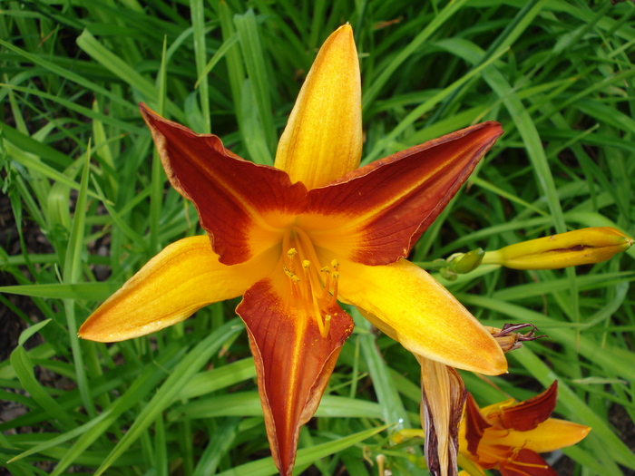 Daylily_Hemerocallis (2009, July 03); Austria.
