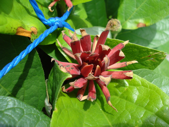 Calycanthus floridus (2009, July 03); Austria.
