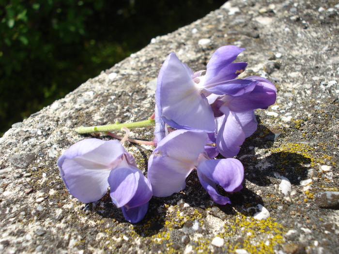 Purple flower (2009, July 03); Austria.
