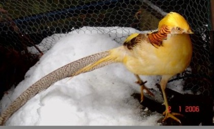 auriu galben - fazani exotici si comuni