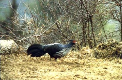 fazan nepal - fazani exotici si comuni