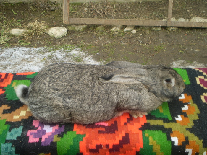 femela 6(cumintica)1si 6 luni; femela de 1 an si 6 luni gestanta
