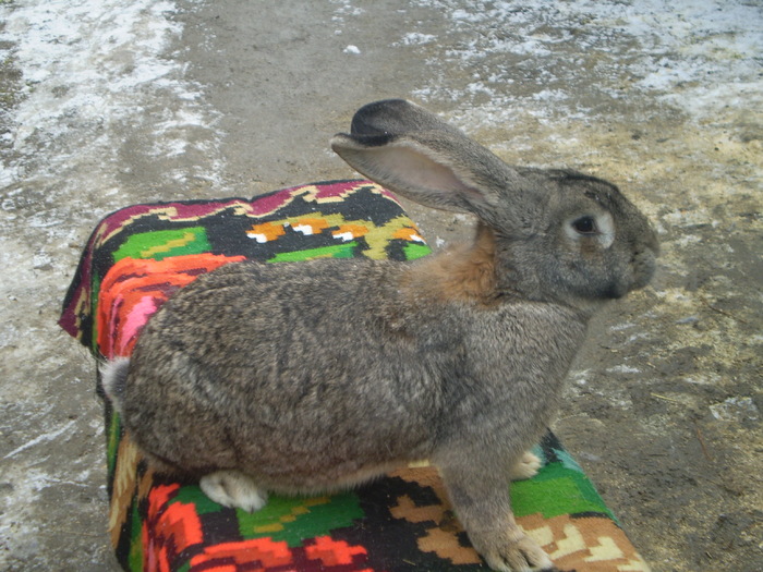 femela 7(1an si 6luni) - b-martie 2011