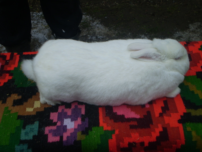 femela neozelandez 2(grasuta)1,4ani; areun an si 4 luni si 6,100 kg
