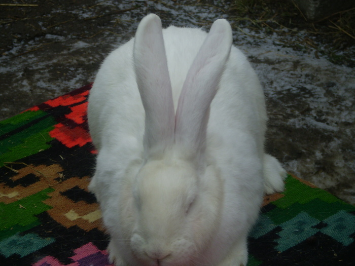 tot ea - b-martie 2011