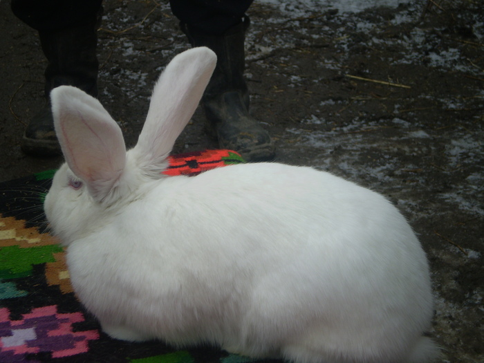 tot ea - b-martie 2011