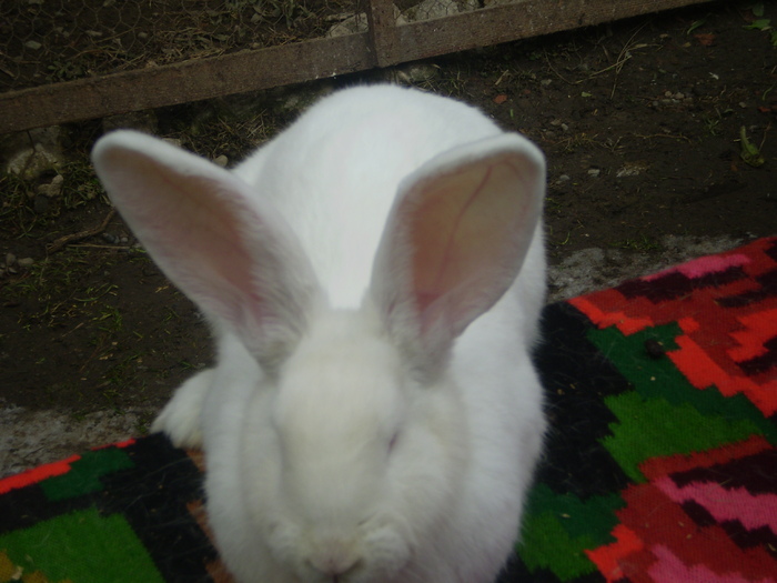 femela urias alb 2(7luni)