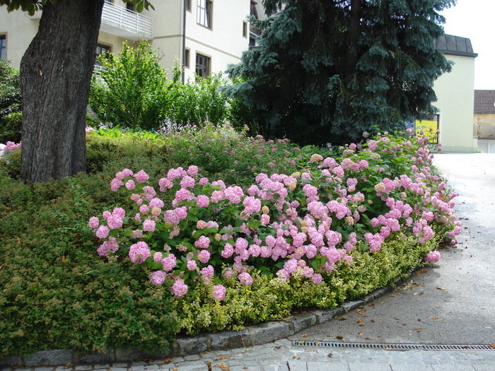 Pink Hydrangea (2009, July 03); Austria.

