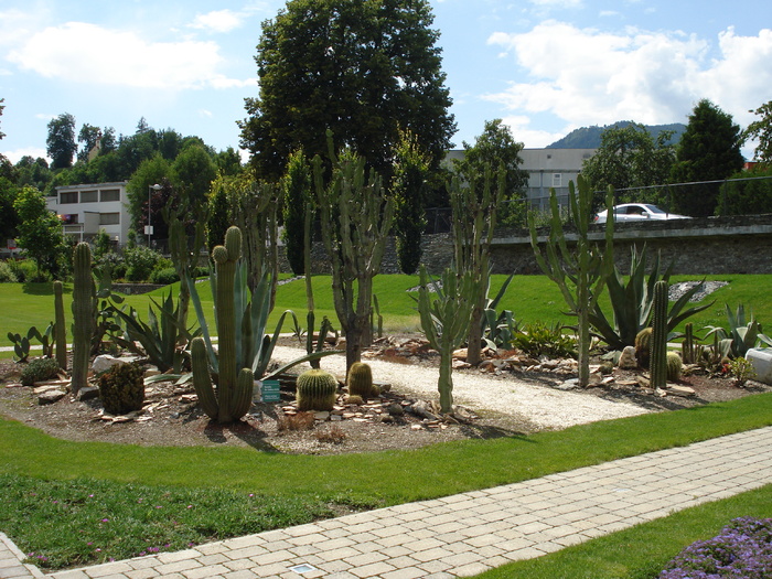 Cactus Garden (2009, July 03); Austria.
