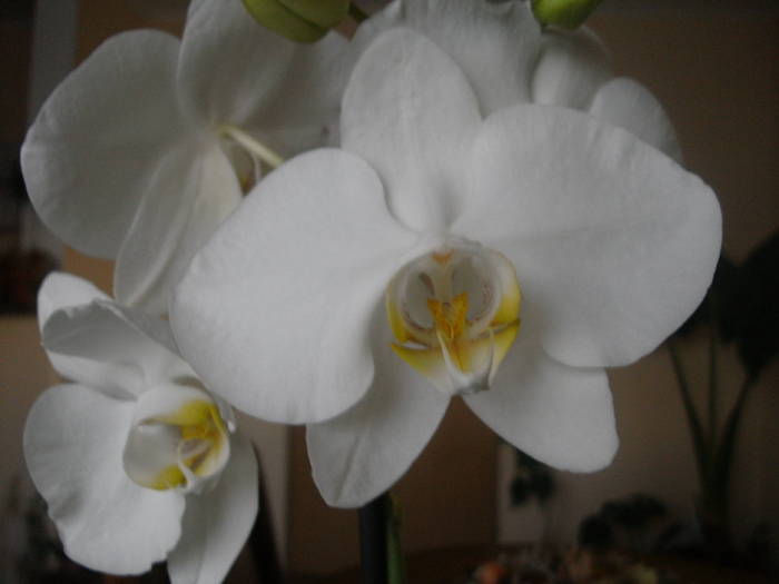 Phalae alba - de la sotul meu - Phalaenopsis