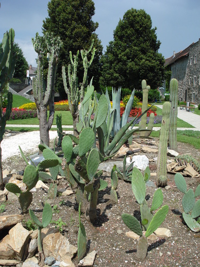 Cactus Garden (2009, July 03); Austria.
