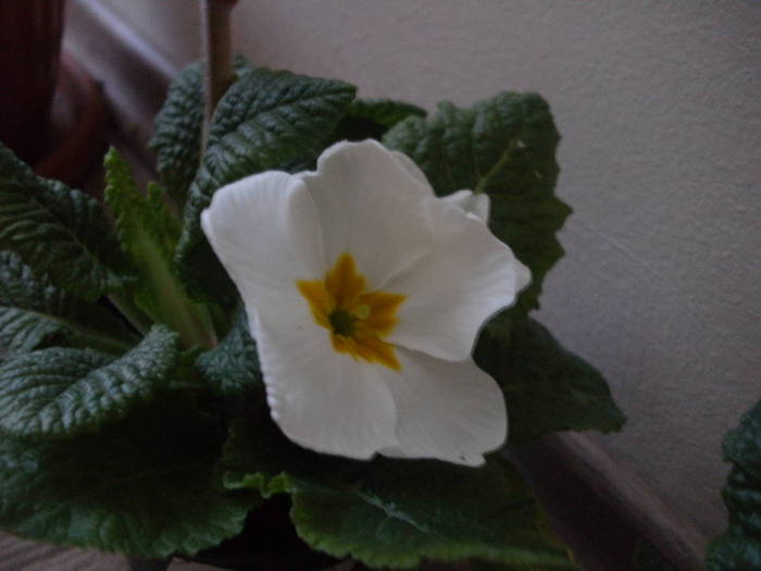 Primula - Florile mele 2010-2011