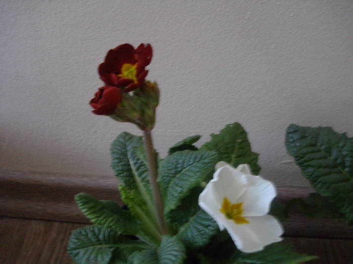 Primula 2 in 1 - Florile mele 2010-2011
