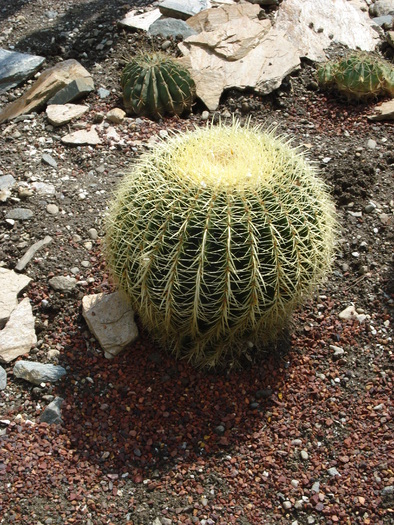 Cactus (2009, July 03) - Flori Gradini Parcuri