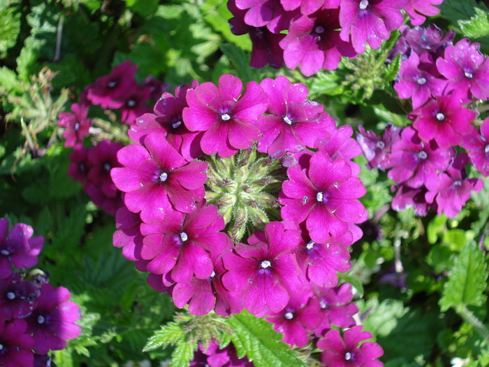 Violet Verbena (2009, July 03); Austria.
