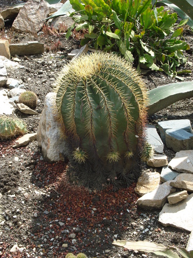 cactus - Flori Gradini Parcuri
