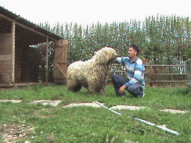 DSC01143 - Komondor