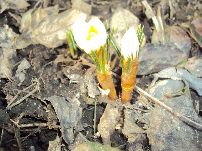 crocus - GRADINA  2011