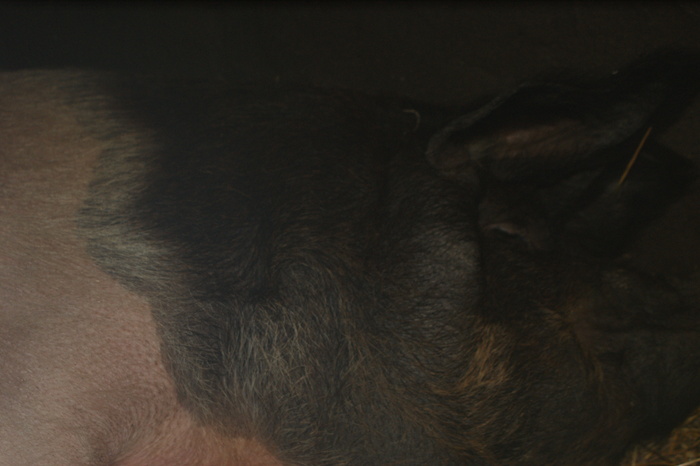 DSC08286 - porci
