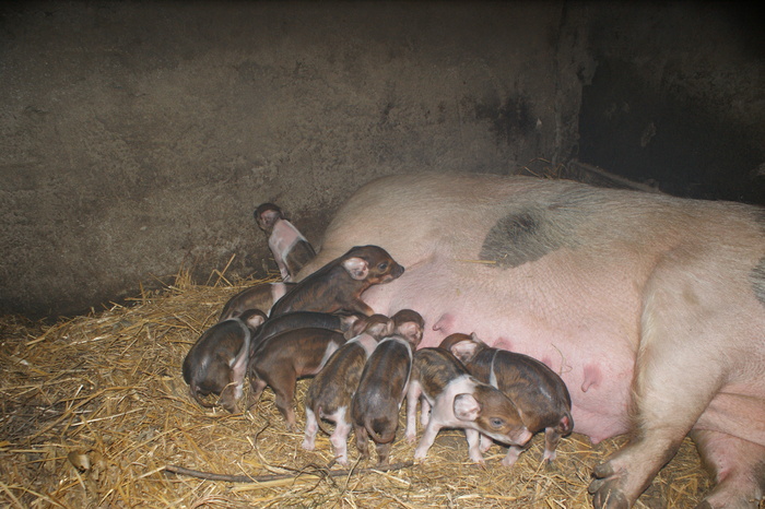 DSC08279 - porci